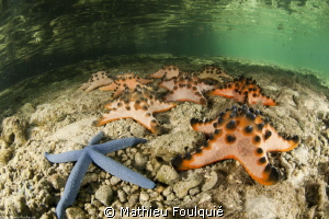 walk of fame_north Sulawesi by Mathieu Foulquié 